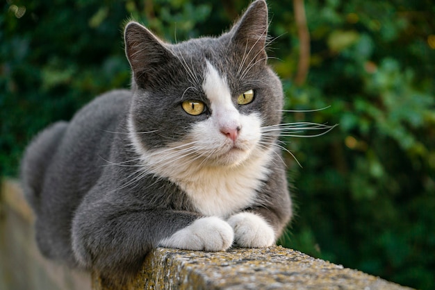 Chat gris mignon sur le muret