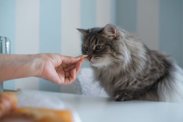 Le Chat Gris Et Moelleux Cherche De La Nourriture Sur La Table De La Cuisine. Main De Maîtresse Nourrir Un Chat