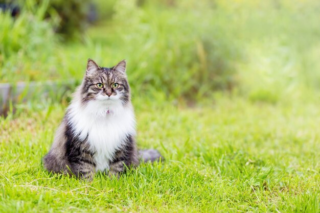 Un chat gris moelleux avec une poitrine blanche luxueuse est assis dans l'herbe et regardant la caméra