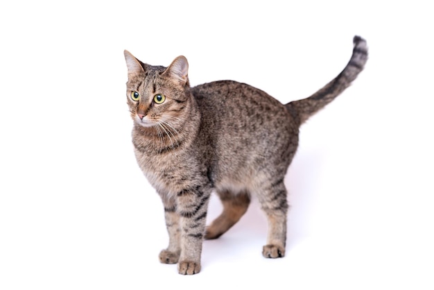 Chat gris avec une moustache sur un fond blanc neutre.