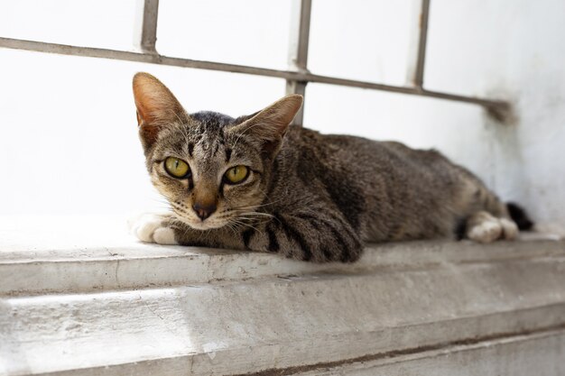 Un chat gris sur le mur de ciment.