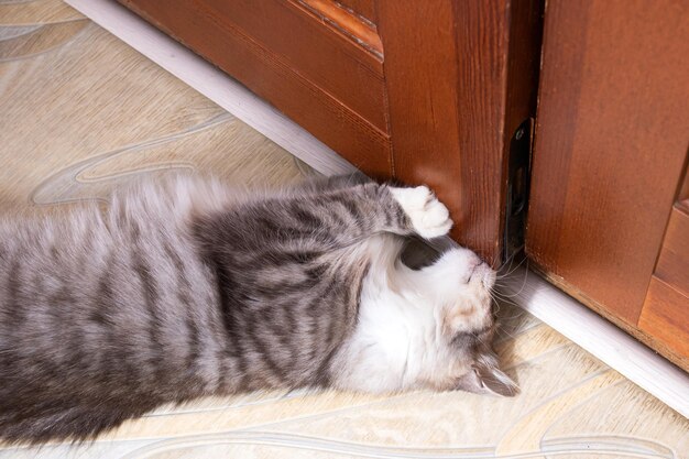 Chat gris ouvre un gros plan de porte fermée