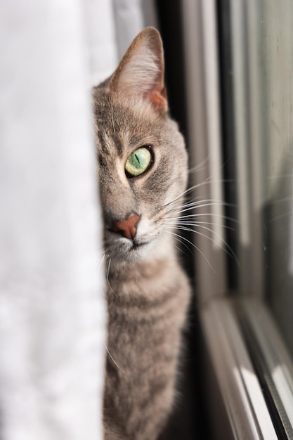 Photo un chat gris posant avec la moitié du visage