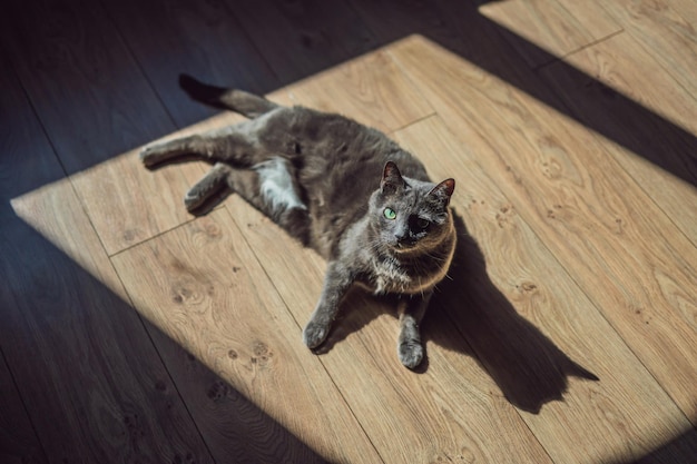 Chat gris prenant le soleil devant la fenêtre