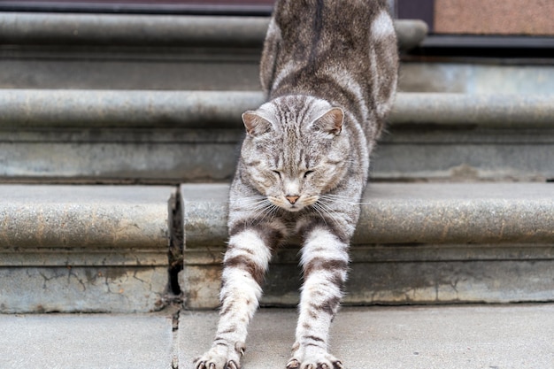 Chat gris qui s'étire dans les escaliers