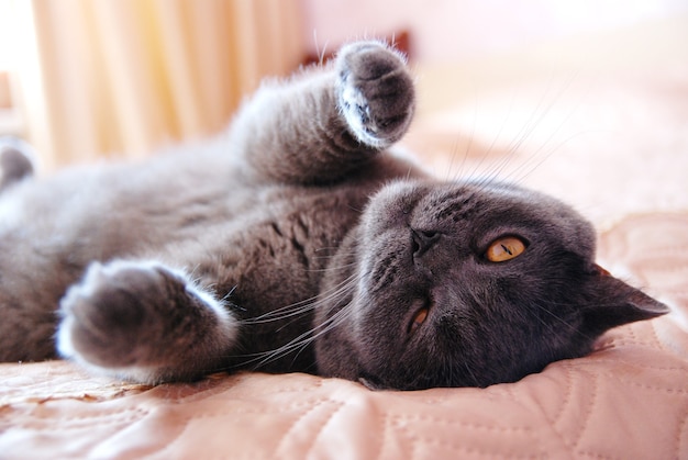 Un chat gris de race britannique ou écossaise se trouve sur le lit à la lumière de la fenêtre