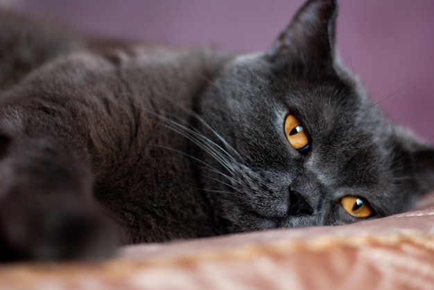 Un chat gris de race britannique ou écossaise se trouve sur le lit à la lumière de la fenêtre