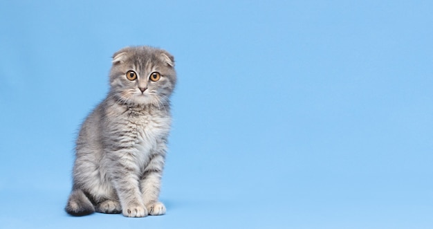 Chat gris de race écossaise est assis