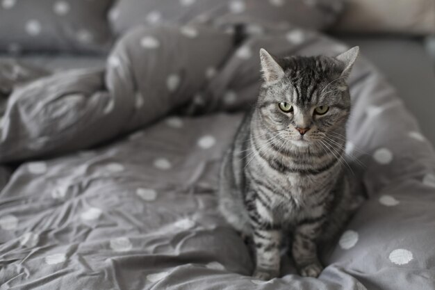 Chat gris rayé sur la couverture grise au lit