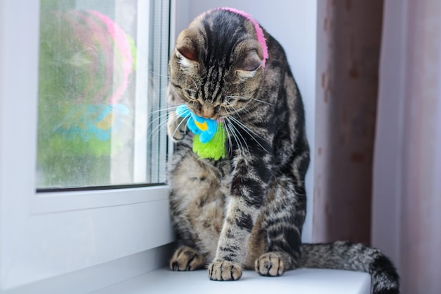 Chat gris rayé dans une écharpe colorée