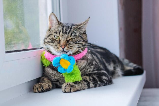 Chat gris rayé dans une écharpe colorée