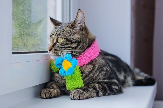 Chat gris rayé dans une écharpe colorée