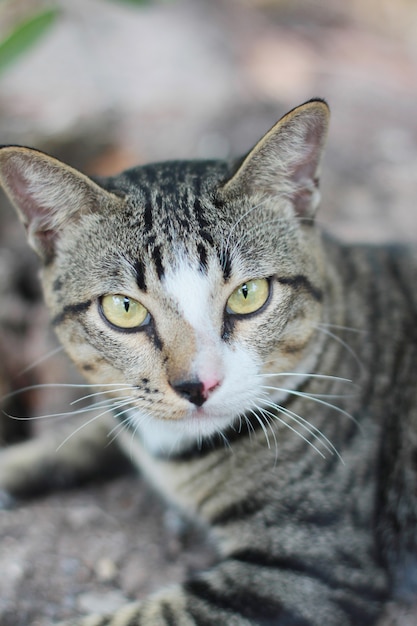 Chat gris rayé profiter et se détendre sur le sol du sol avec la lumière naturelle du soleil