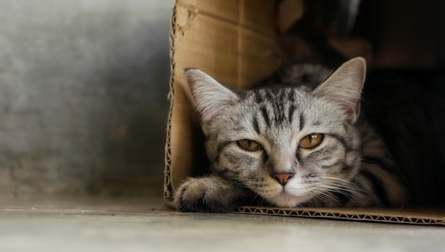 Chat gris rayé se trouvant dans une boîte.