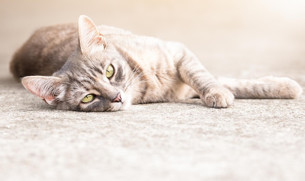 Le chat gris rayé se trouve sur un trottoir en béton et regarde la caméra