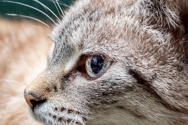 Chat gris regarde ailleurs sur le fond vert