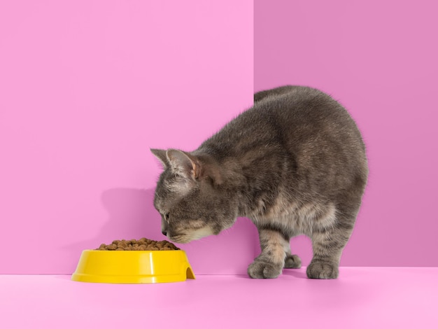 Le chat gris regarde hors du coin les émotions des animaux regarde un bol de nourriture concept copier l'espace