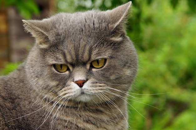 Le chat gris regarde avec ressentiment sur une surface d'herbe verte