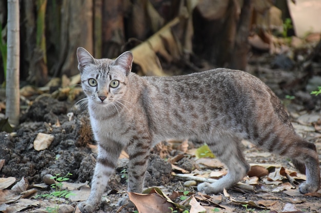 Chat gris regarder la caméra dans la forêt de jardin