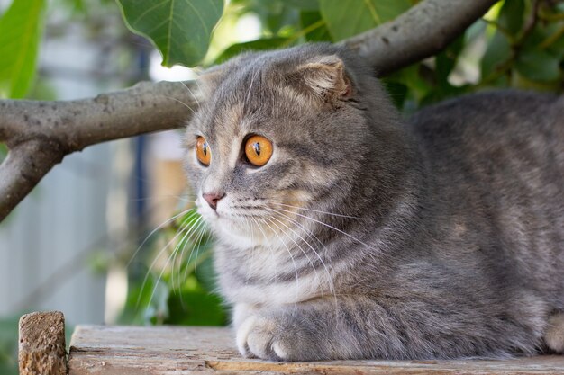 Chat gris relaxant sur une clôture en bois avec fond de feuilles vertes