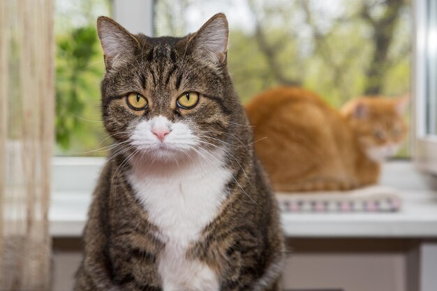 Chat gris et rouge sur le fond d'une fenêtre