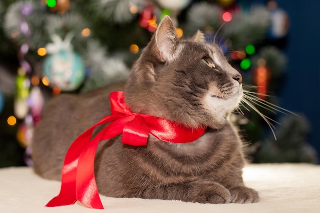 Chat gris avec ruban rouge sur fond de décor de Noël avec bokeh