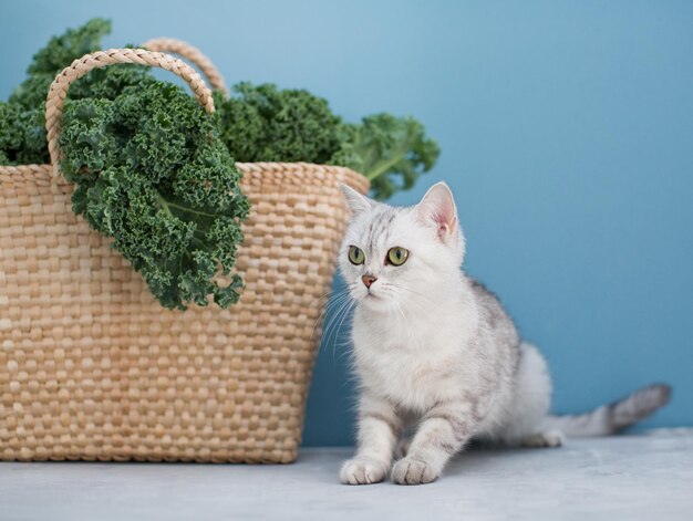 Chat gris et salade de chou frisé vert dans un sac écologique en paille sur fond bleu