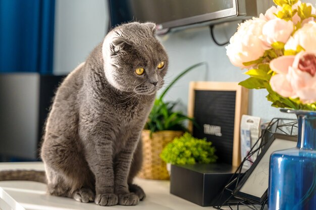 Chat gris Scottish Fold dans un intérieur de maison moderne