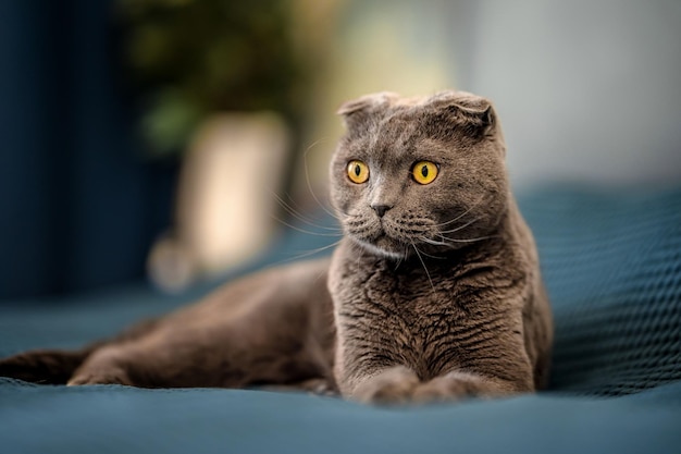 Le chat gris Scottish fold est allongé sur une couverture sur le lit à la maison