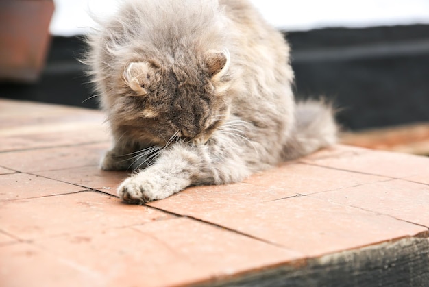 Le chat gris se lèche la patte à l'extérieur. Animal de compagnie pelucheux à la maison avec un collier. Animaux dans le village.