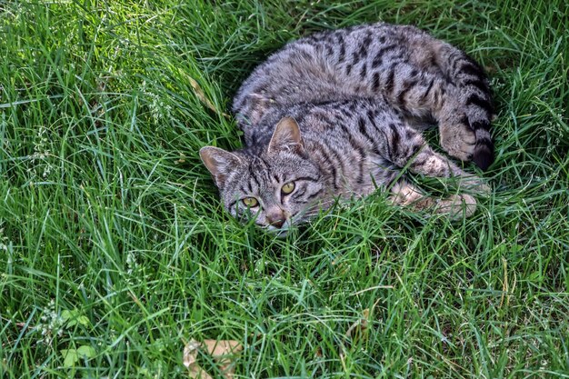 Le chat gris se repose dans l'herbe verte