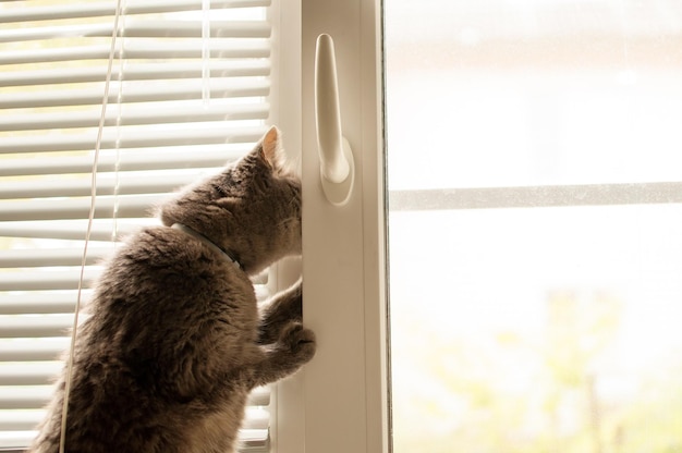 Un chat gris se tient près de la fenêtre et essaie de sortir dans la rue