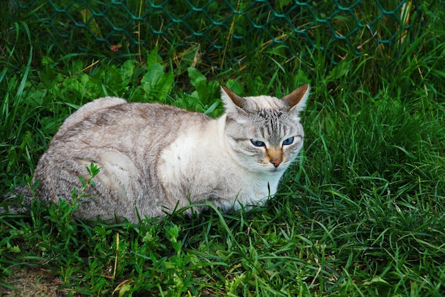 Un chat gris se trouve et regarde dans l'herbe verte dans la nature