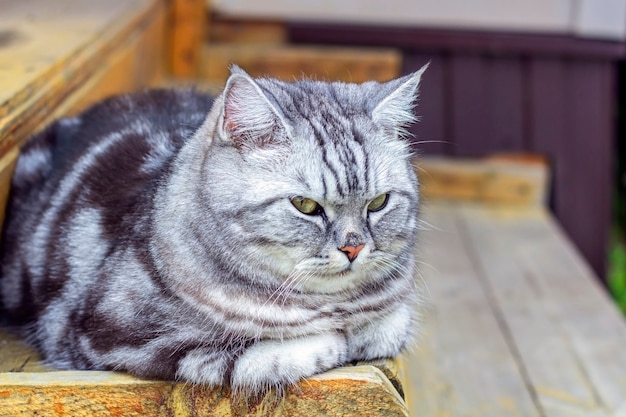 Chat gris sérieux de races britanniques ou écossaises fixant le sol. Chat à poil court, animal de compagnie se détend et regarde ailleurs.