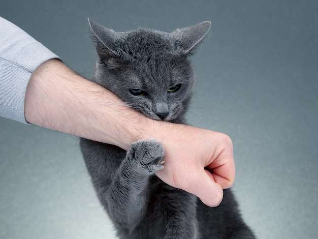 Le chat gris a serré ses pattes la main d'un homme