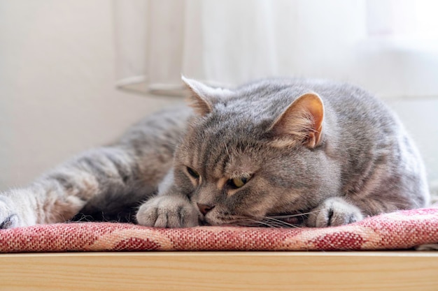 Chat gris Shorthair adulte aux yeux jaunes allongé sur le dessus du tiroir regardant quelque chose