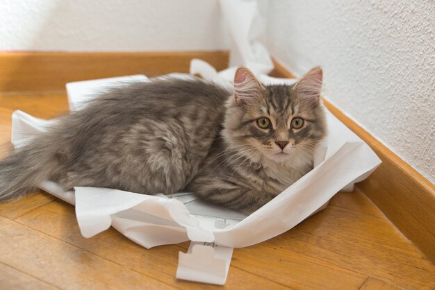 Chat gris sibérien jouant avec du papier petit chat ne peut pas arrêter de jouer image de fond Fluffy Cat