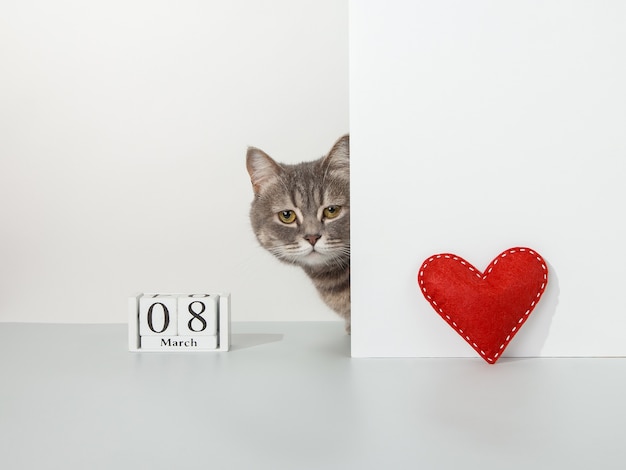 Chat gris sort du coin, coeur d'artisanat rouge, calendrier du 8 mars, sur un concept blanc, animal de compagnie.