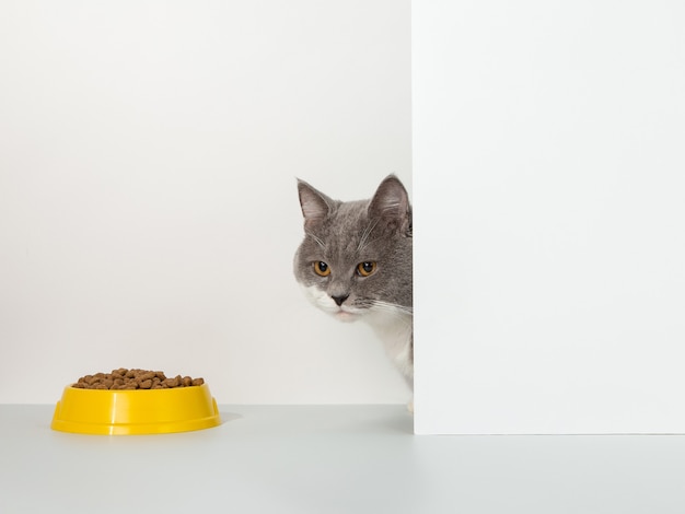 Le chat gris sort du coin, les émotions des animaux, se penche sur un bol de nourriture, sur un blanc, concept.