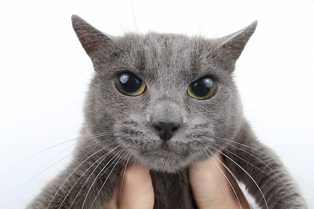 Chat gris tenant la patte de l'homme