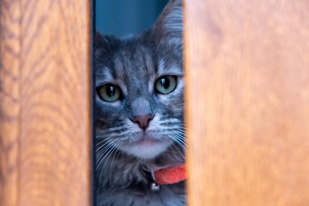 Chat gris tigré se cachant derrière une fenêtre en bois Animal domestique yeux verts peur et curieux regardant la caméra