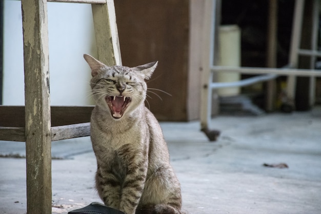 Chat gris Yawn s&#39;asseoir sur le fond de ciment flou fond