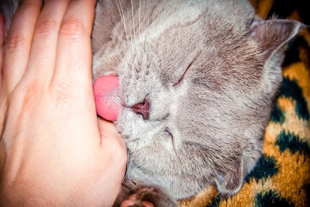 Chat gris avec les yeux fermés lèche la main