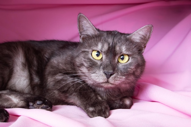 Un chat gris avec des yeux jaunes sur un fond rose