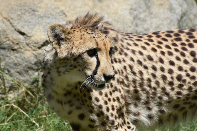 Chat guépard avec la fourrure relevée sur la nuque.