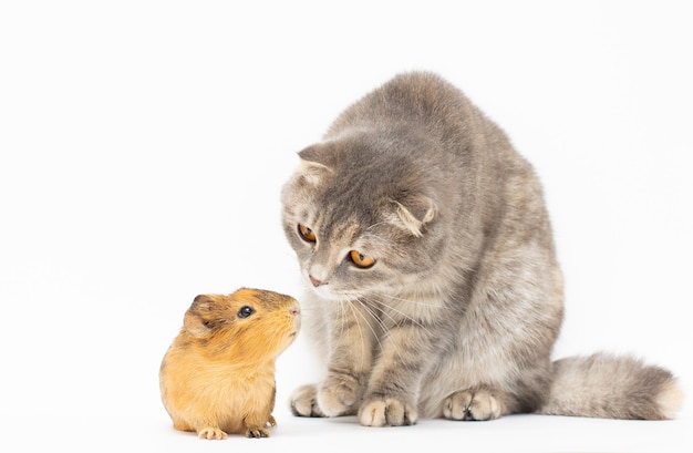 Chat et Guinée isolé sur fond blanc