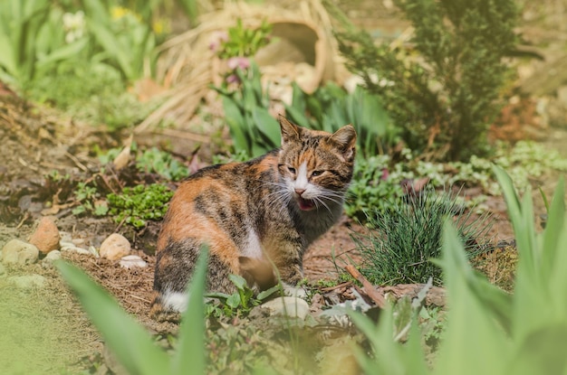 Chat sur l'herbe Chat couché et jouant dans l'herbe