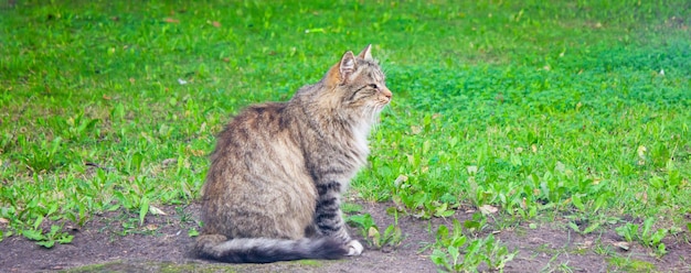 Chat sur l'herbe Un chat sans abri est assis sur l'herbe dans le parc