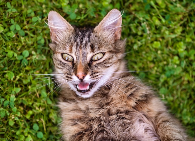 Photo chat sur l'herbe verte