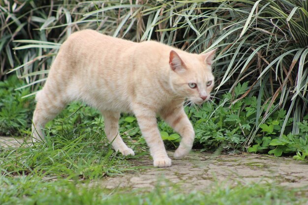 Un chat sur l'herbe